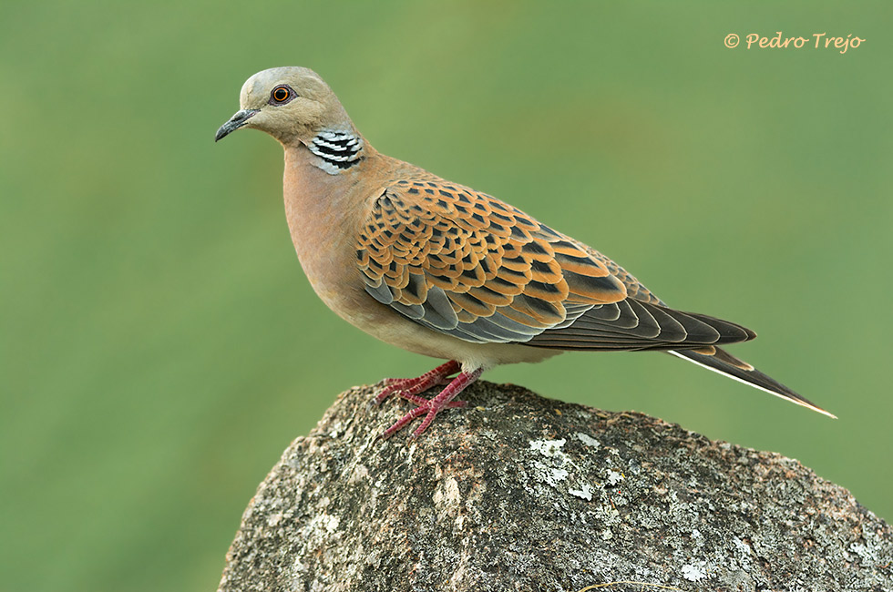 Tortola común (Streptopelia turtur)